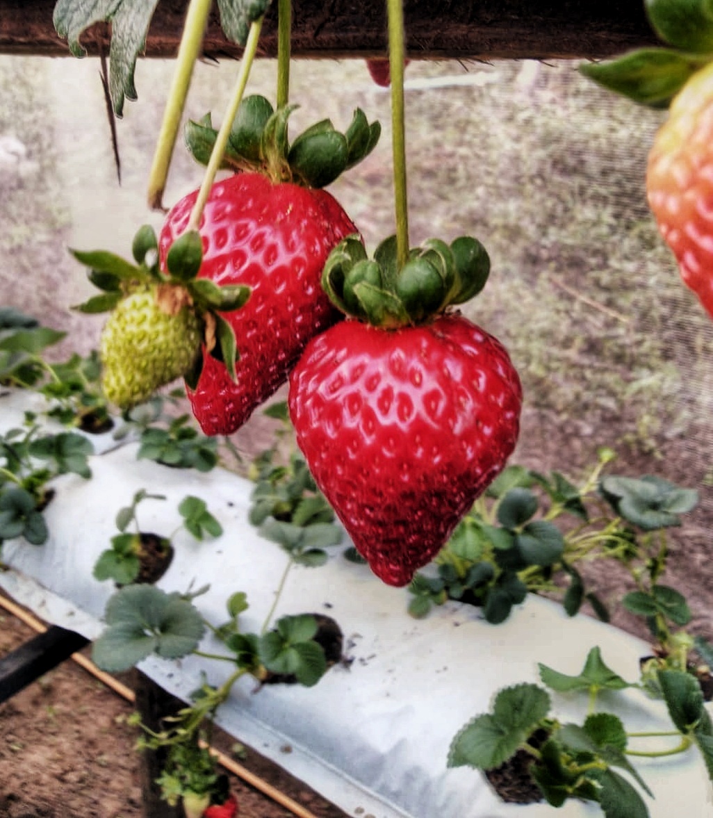 Morango01