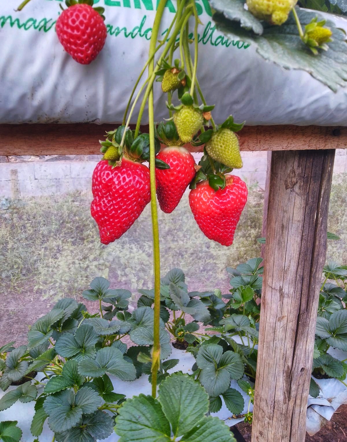 Morango02
