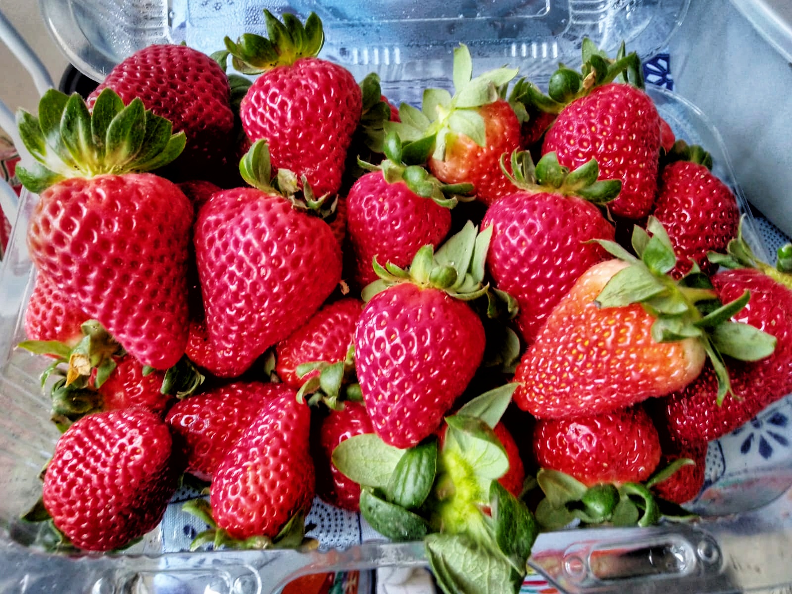 Morango04