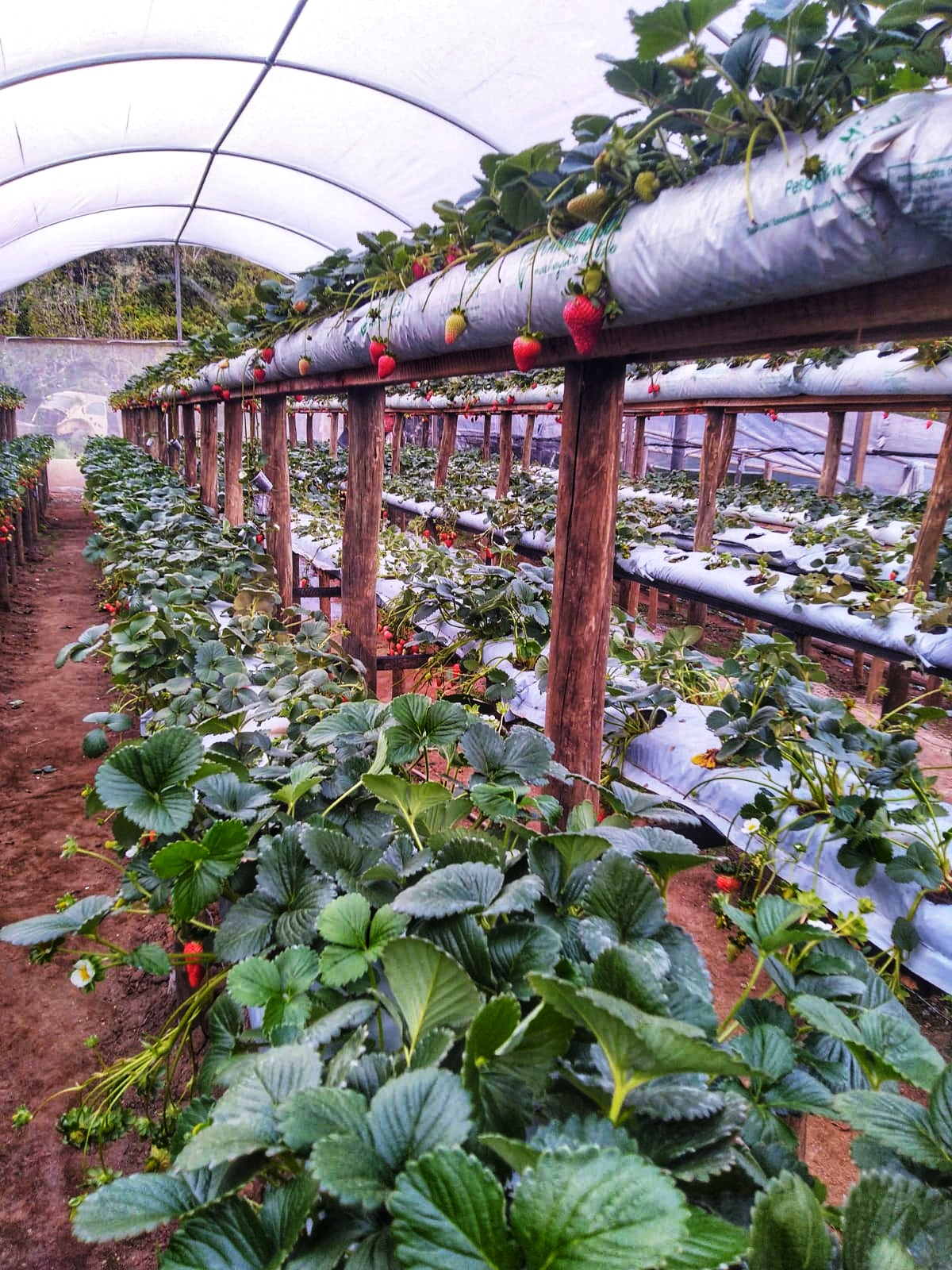 Morango05
