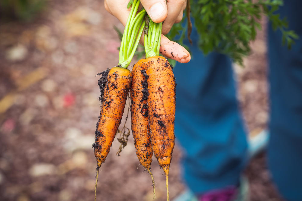 Foto de Markus Spiske https://www.pexels.com/pt-br/foto/agricultura-cenouras-sujo-manchado-1268101/;-)
